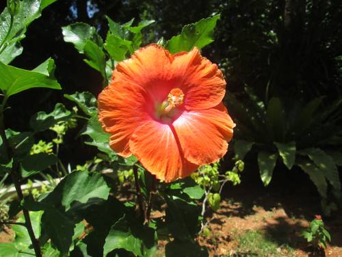 Hikkaduwa Sri Lanka Hotel Discount Code